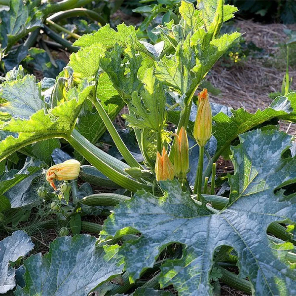 Zucchini 'Diamant F1'