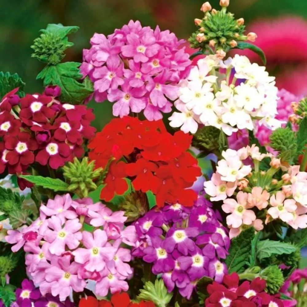 Verbena 'Sparkle' (blandning)