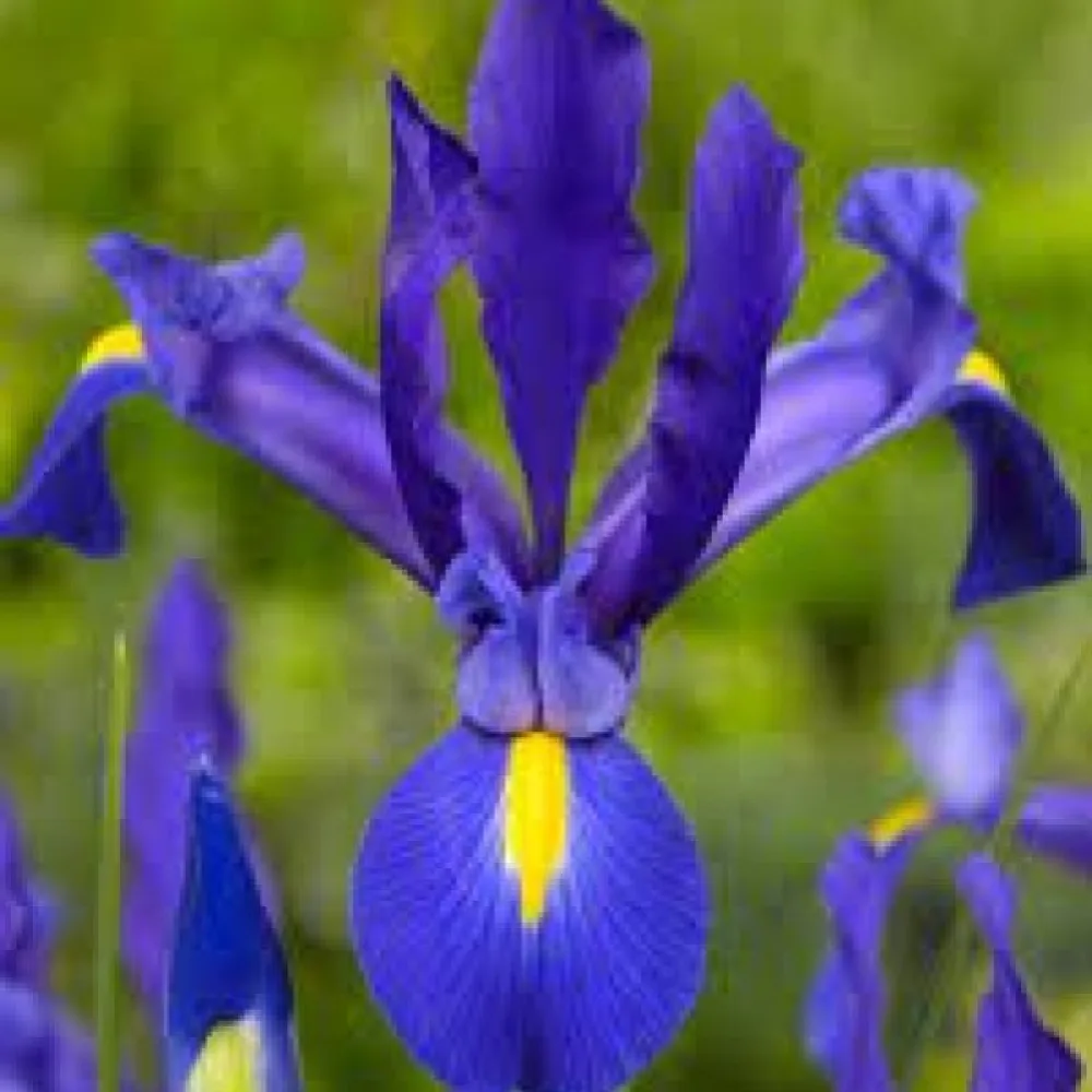 Iris 'Blue Magic Hollandica'
