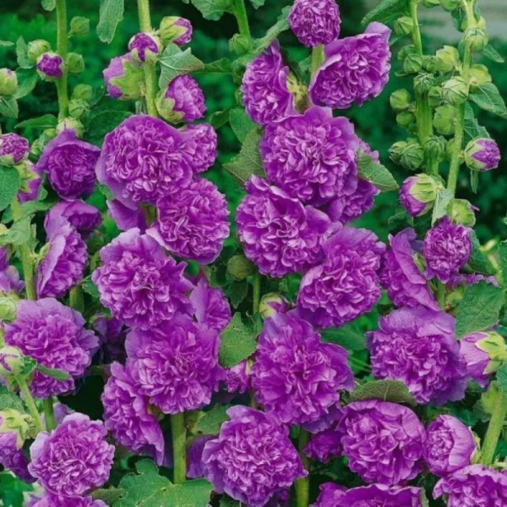 Fylld stockros, violett