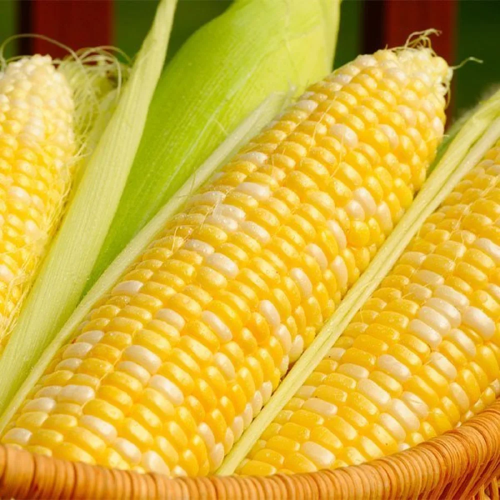 Sockermajs 'Ramondia'