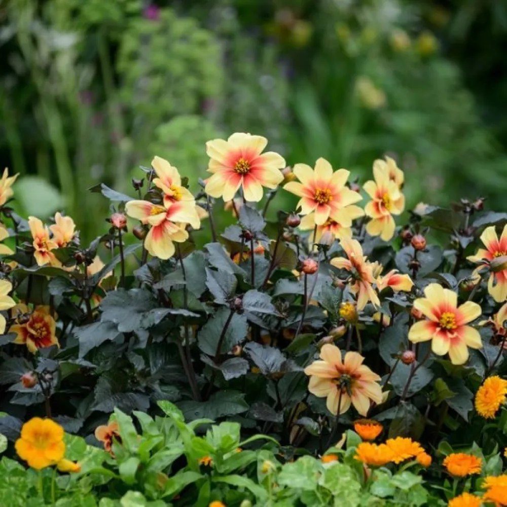 Lågväxande dahlia, mörkbladig – blandning
