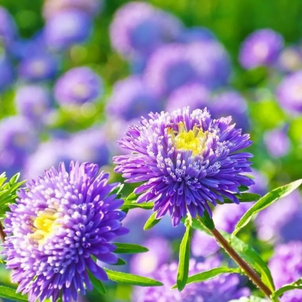 Sommaraster 'Princess' – blå