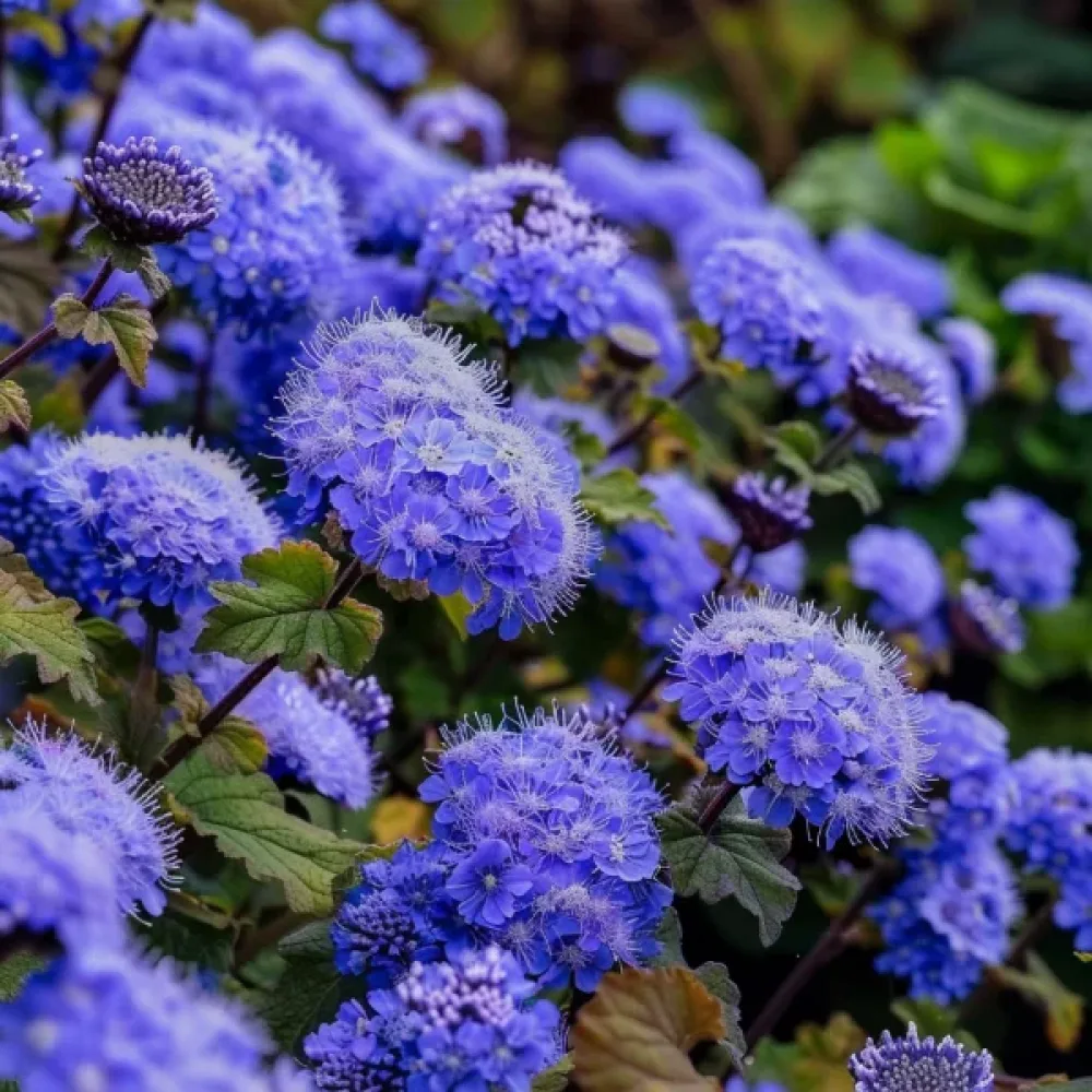 Leverbalsam 'Blue Mink'