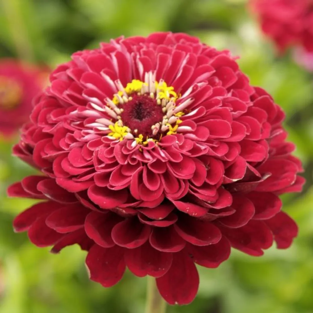 Zinnia 'Monarch King'