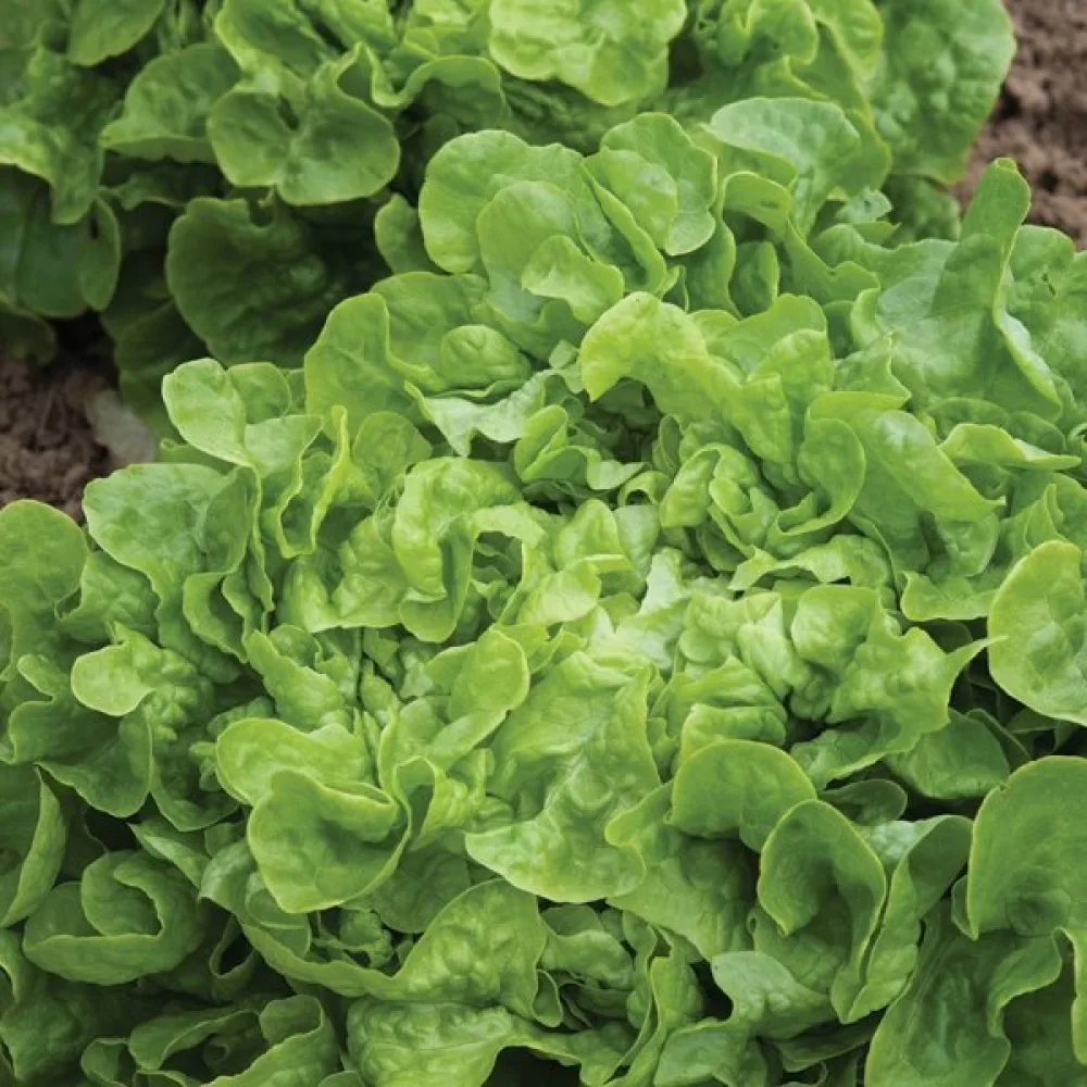 Plocksallad 'Salad Bowl' – mix