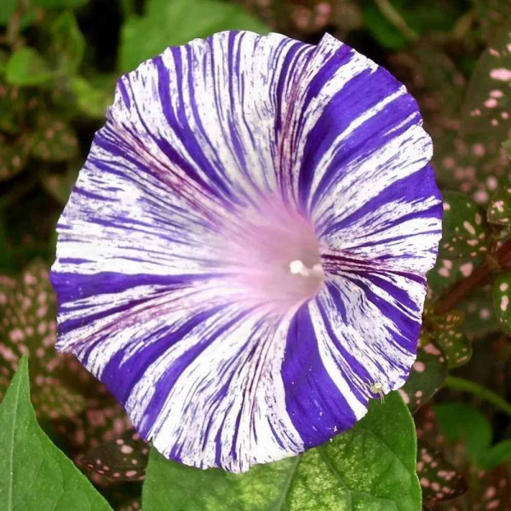 Purpurvinda 'Arlequin'