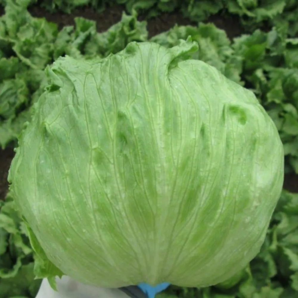 Isbergssallat 'Great Lakes 118'