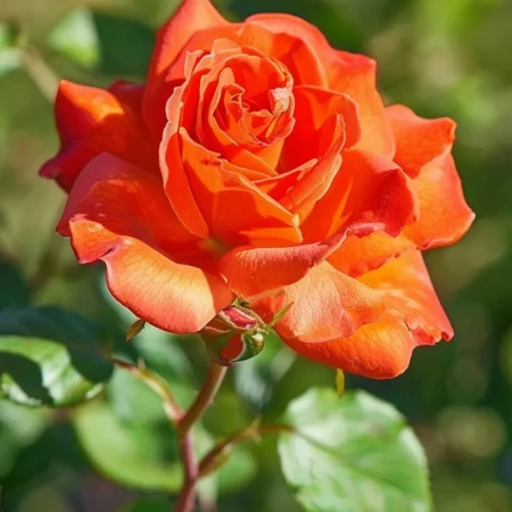 Ros 'Evening Longing' – barrotad