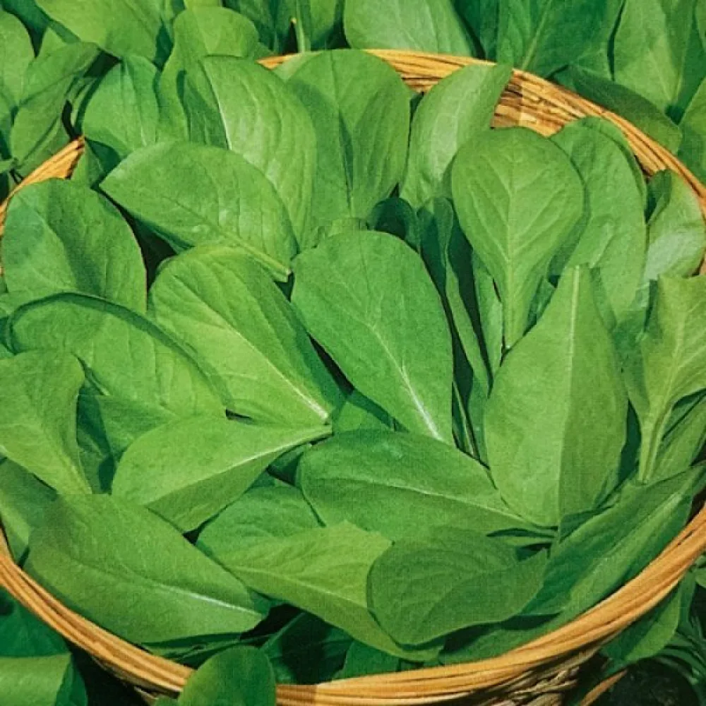 Cikoria 'Zuccherina di Trieste'