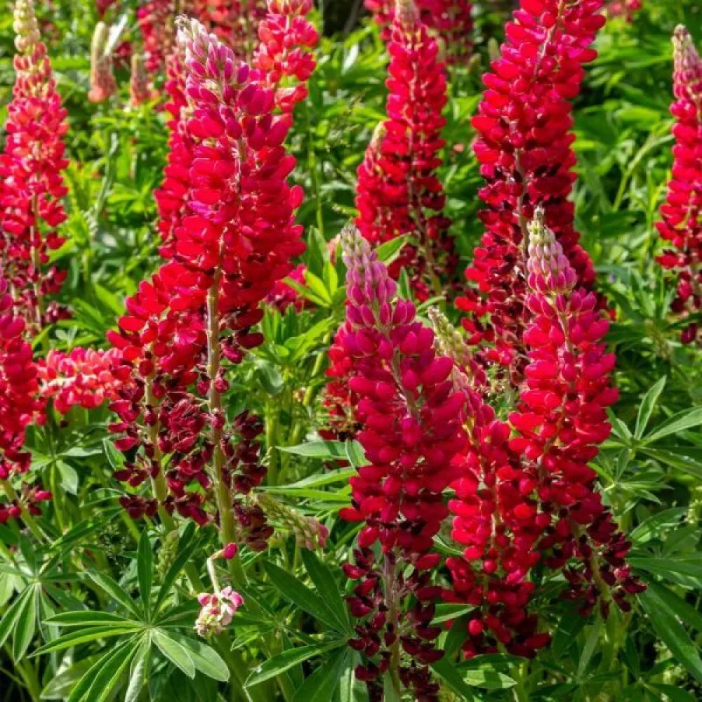 Lupin 'My Castle' scharlakansröd