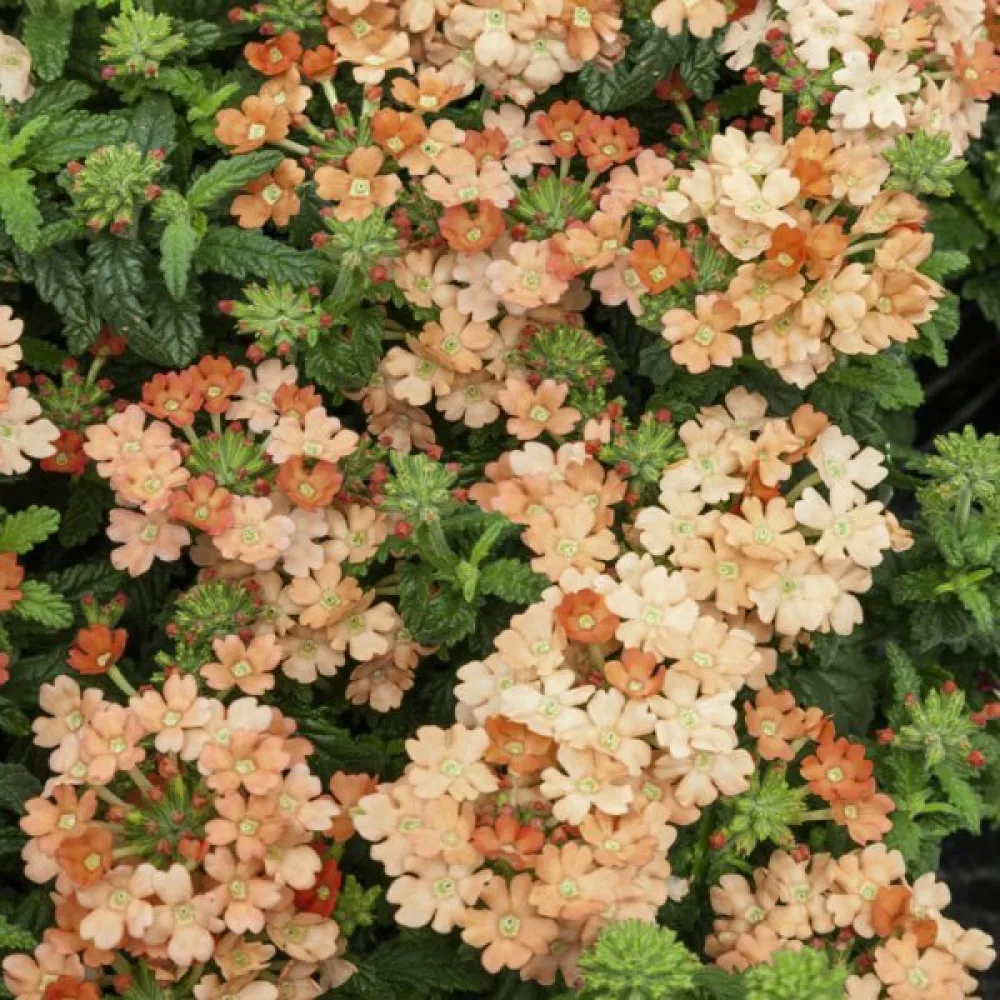 Verbena 'Peaches & Cream'