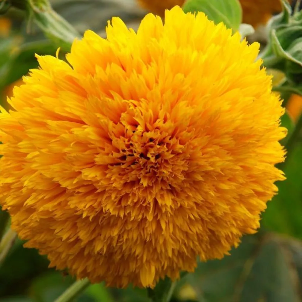 Solros 'Tall Sungold'
