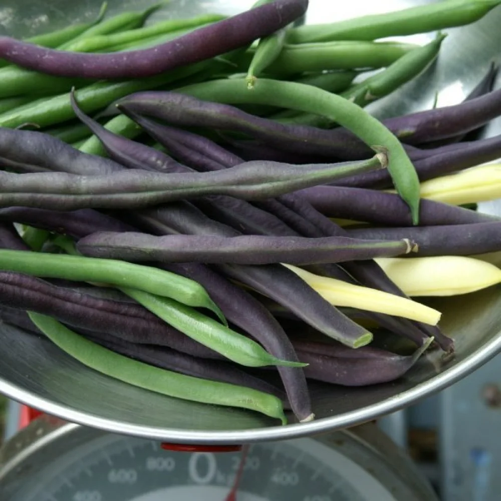 Rosenböna 'Esparot'