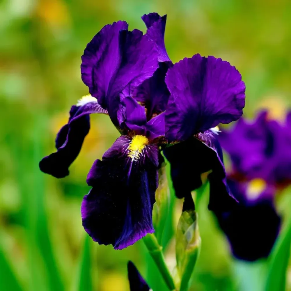 Iris 'Purple Sensation Hollandica'