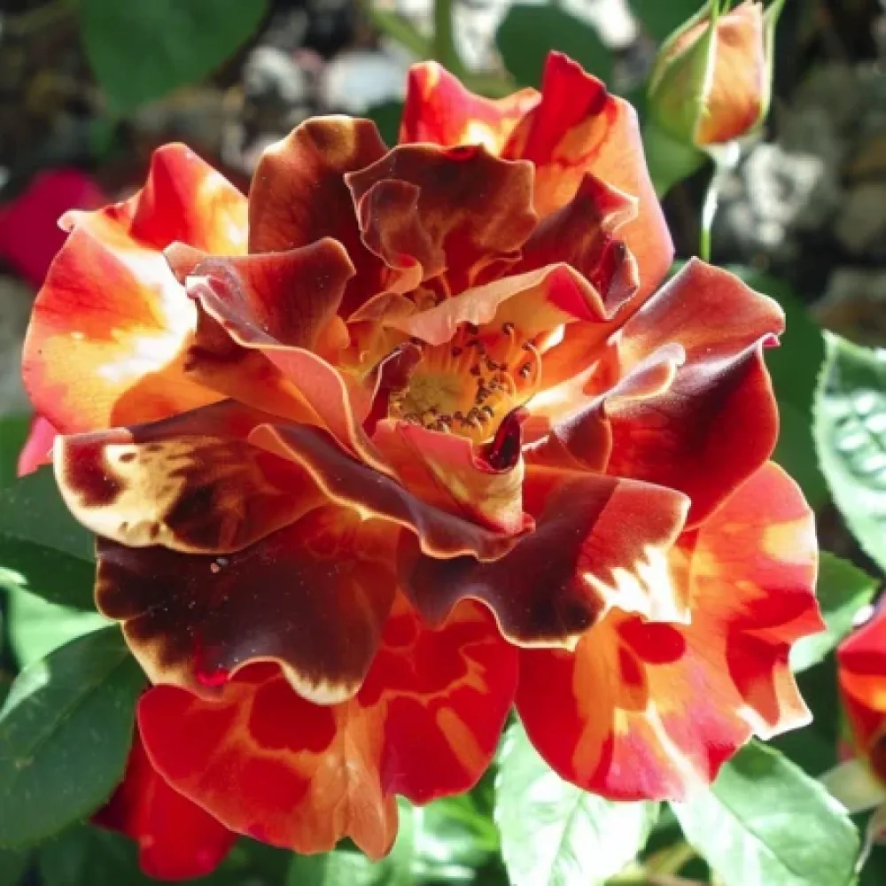 Ros 'Brown Pearls'