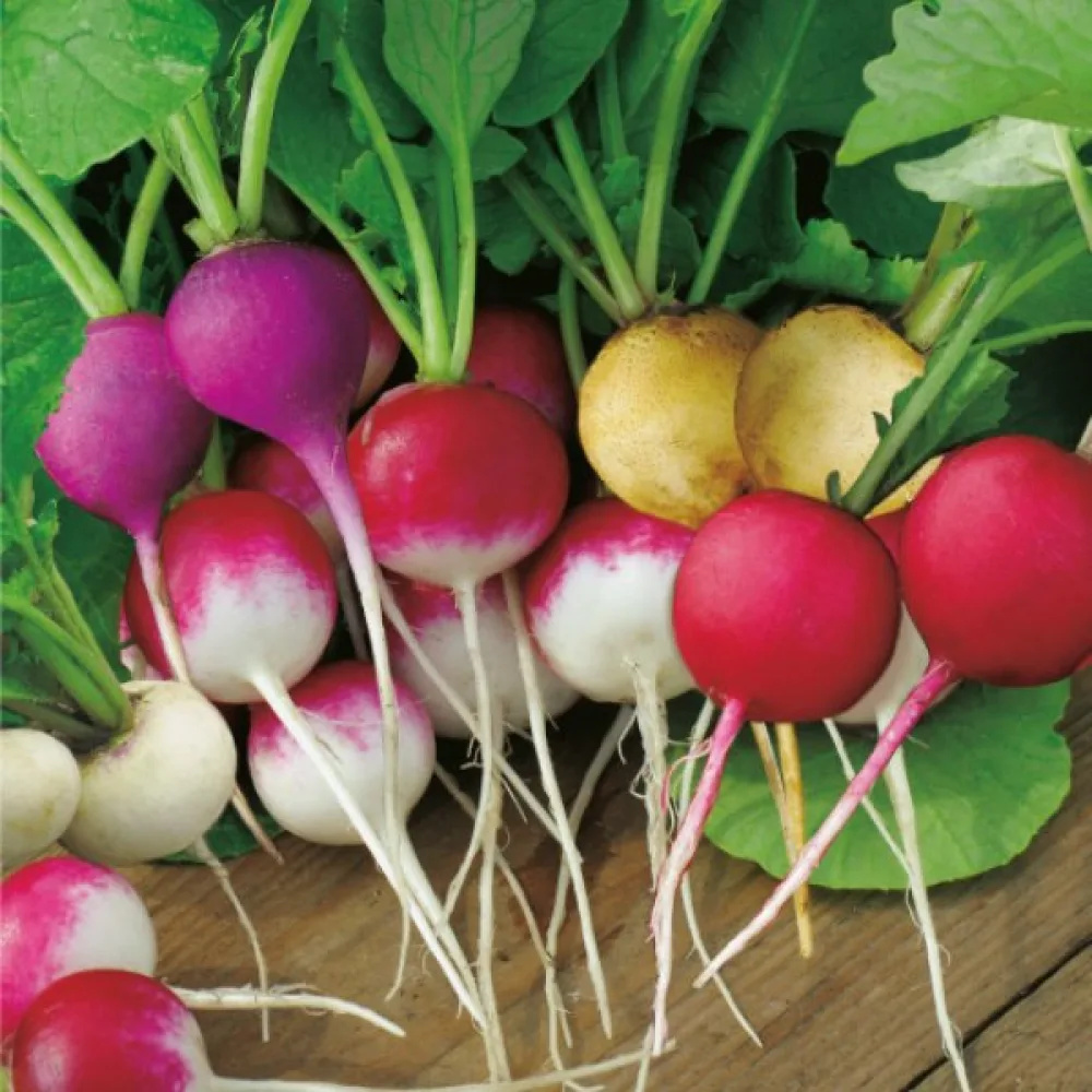 Rädisa 'Easter Eggs' (blandning)