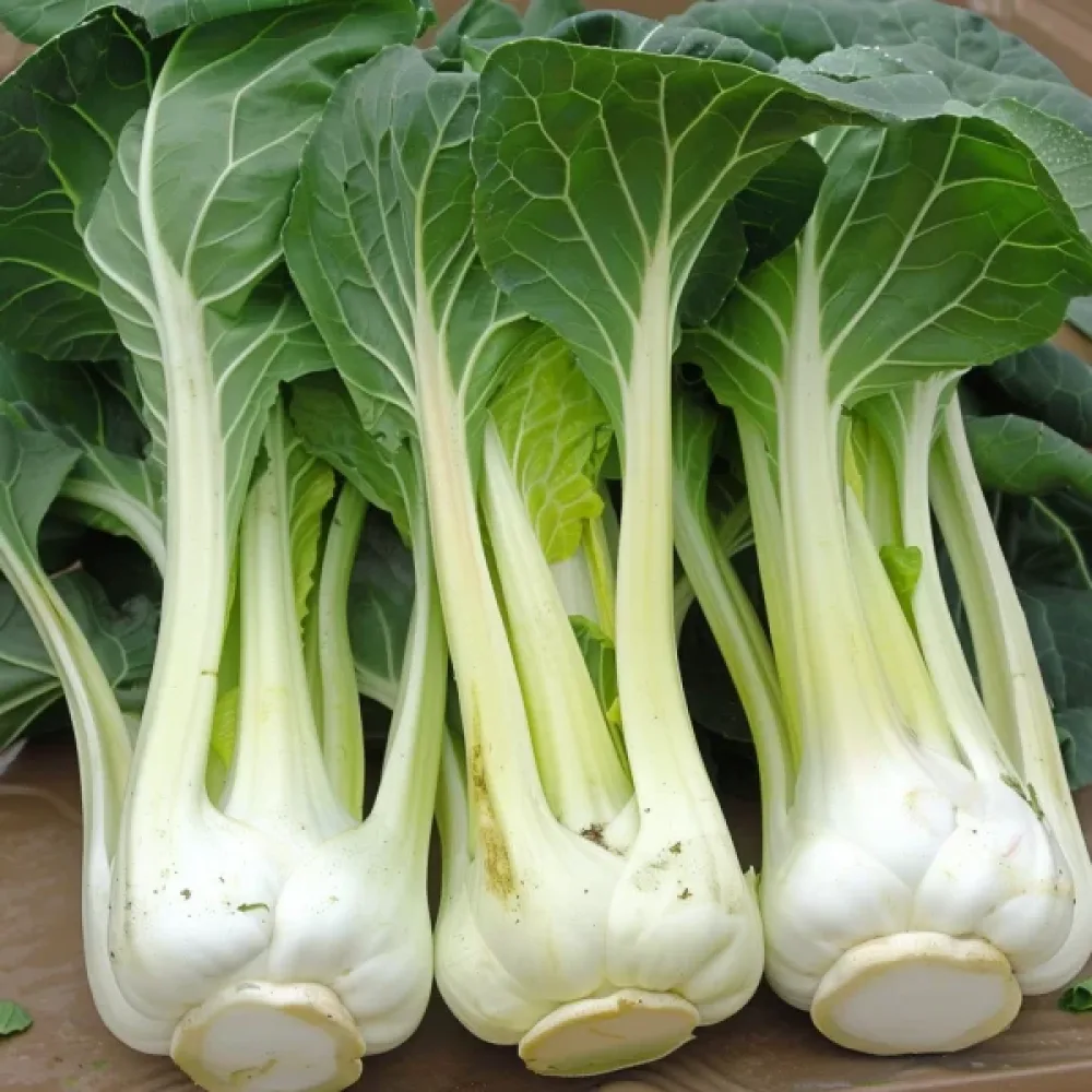 Pak choi, vit, för mikrogrönt