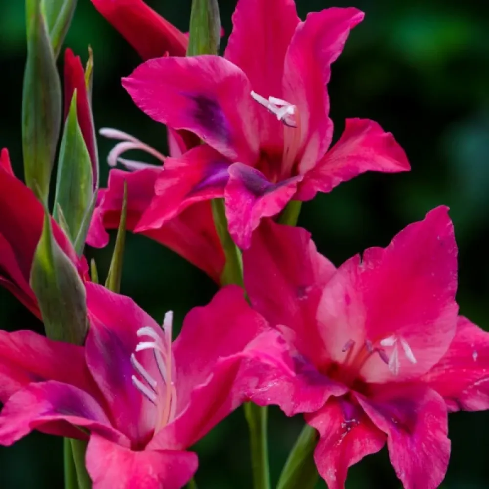 Gladiolus 'Vulcano'
