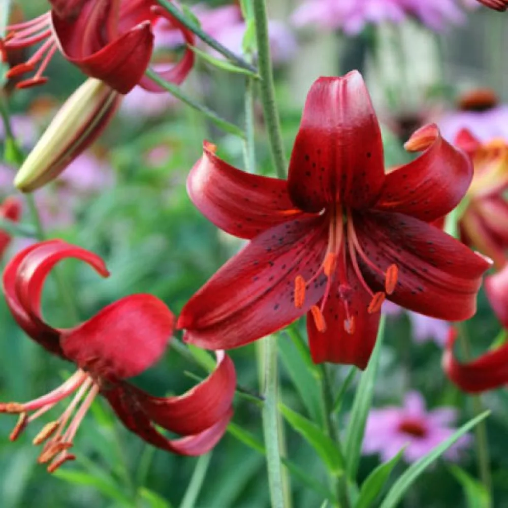 Lilja 'Red Velvet'