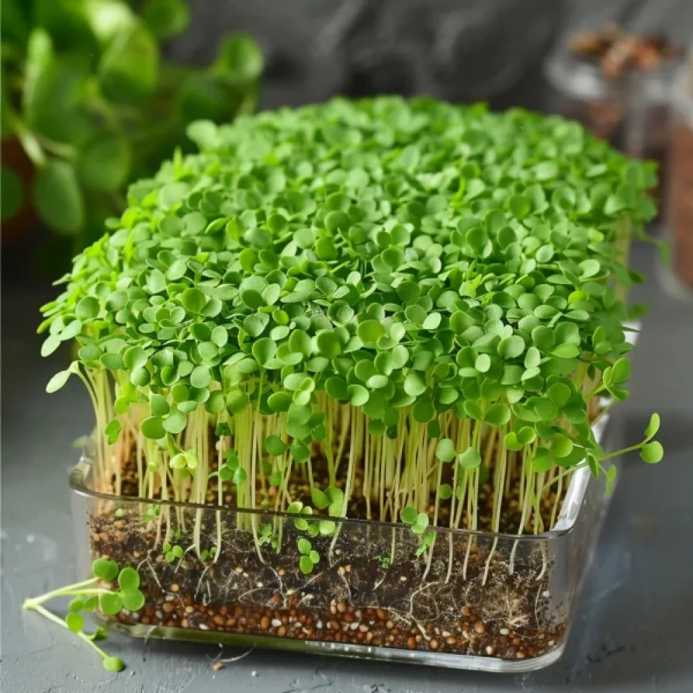 Ruccola för groddar