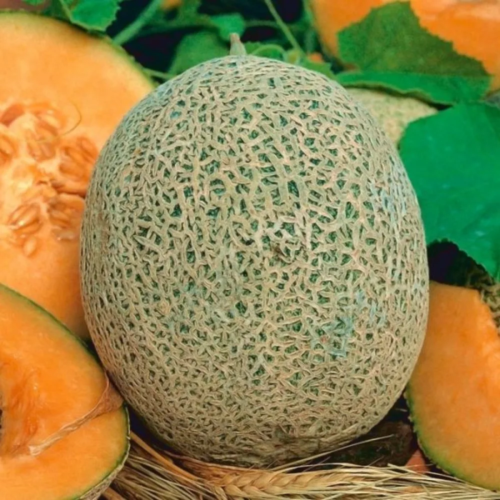 Melon 'Emir' F1