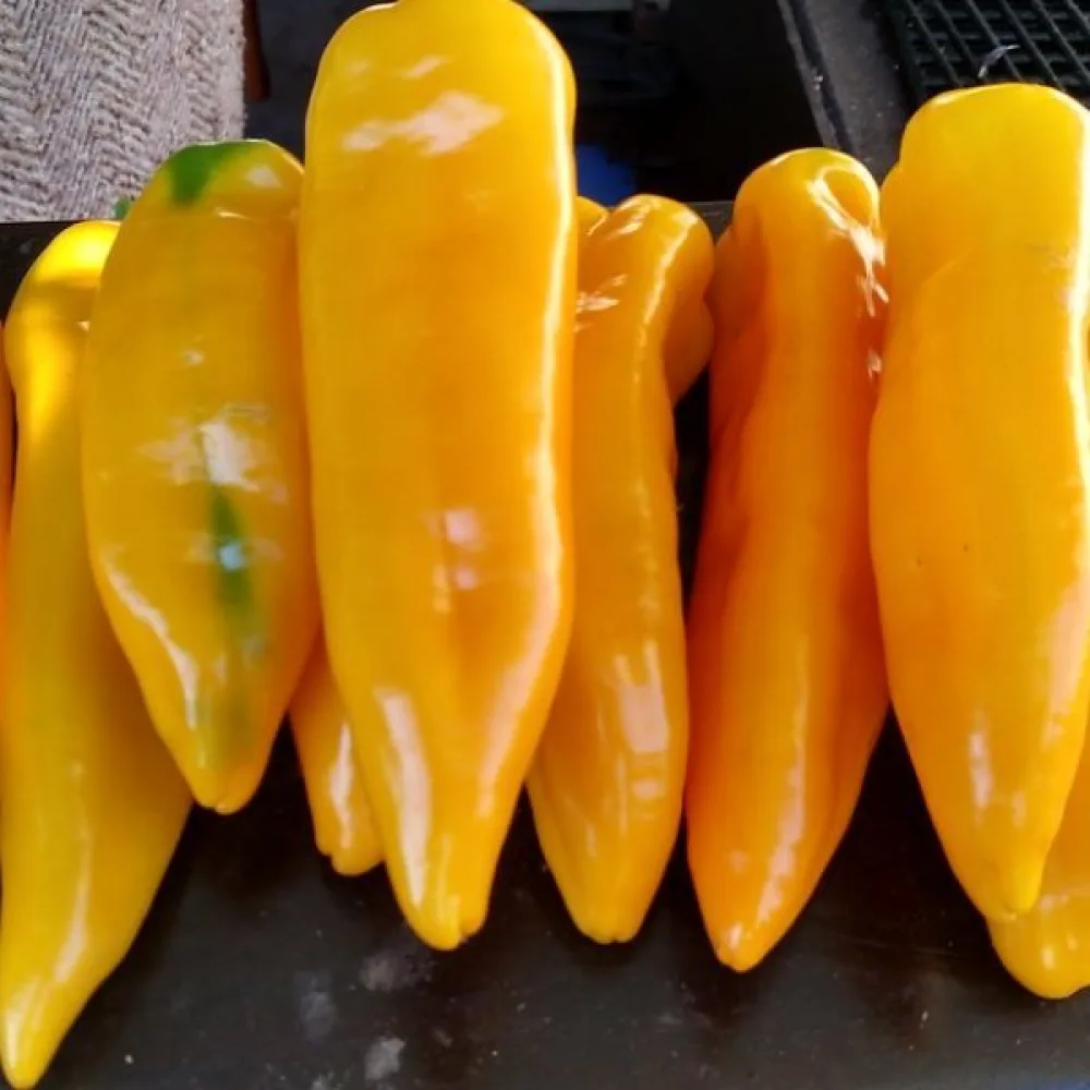 Paprika 'Corno Giallo'