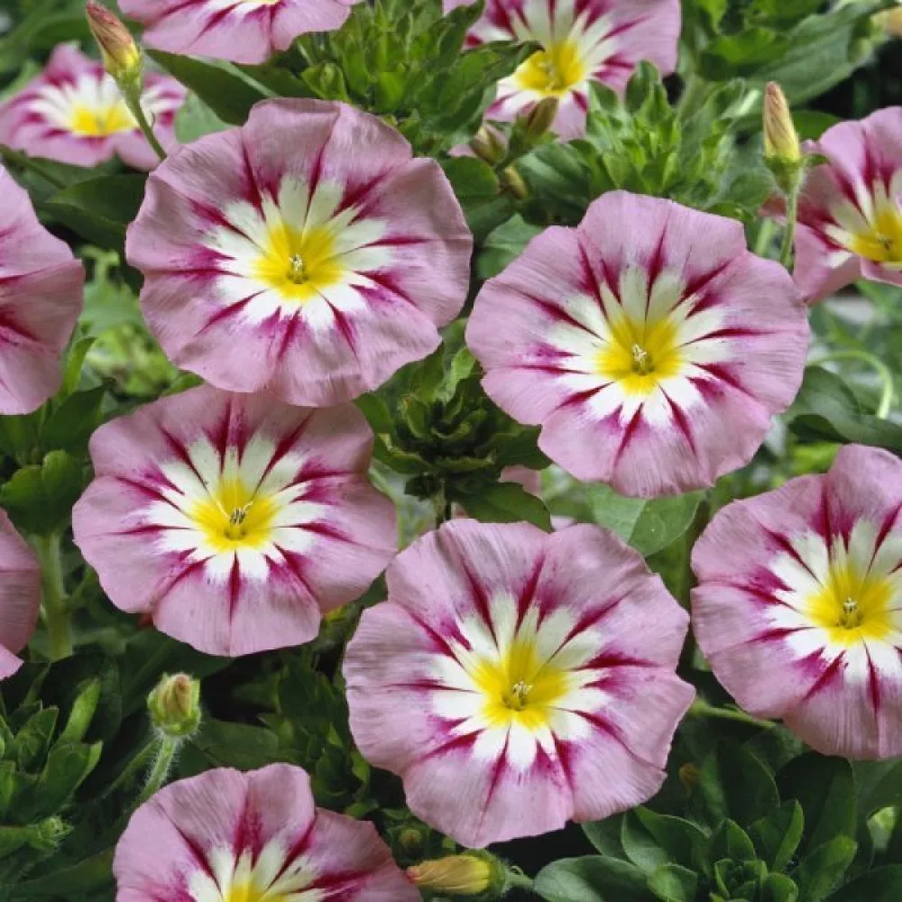 Praktvinda 'Rose Ensign'