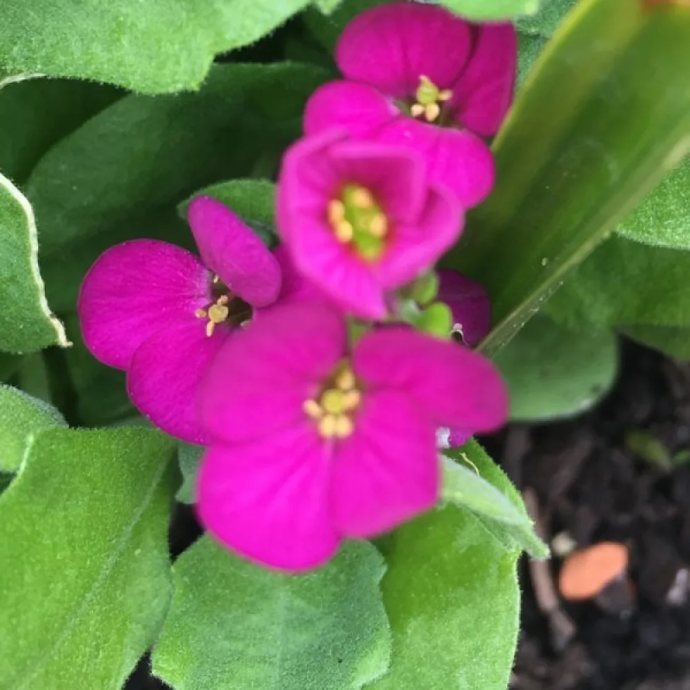 Fjälltrav – rosa