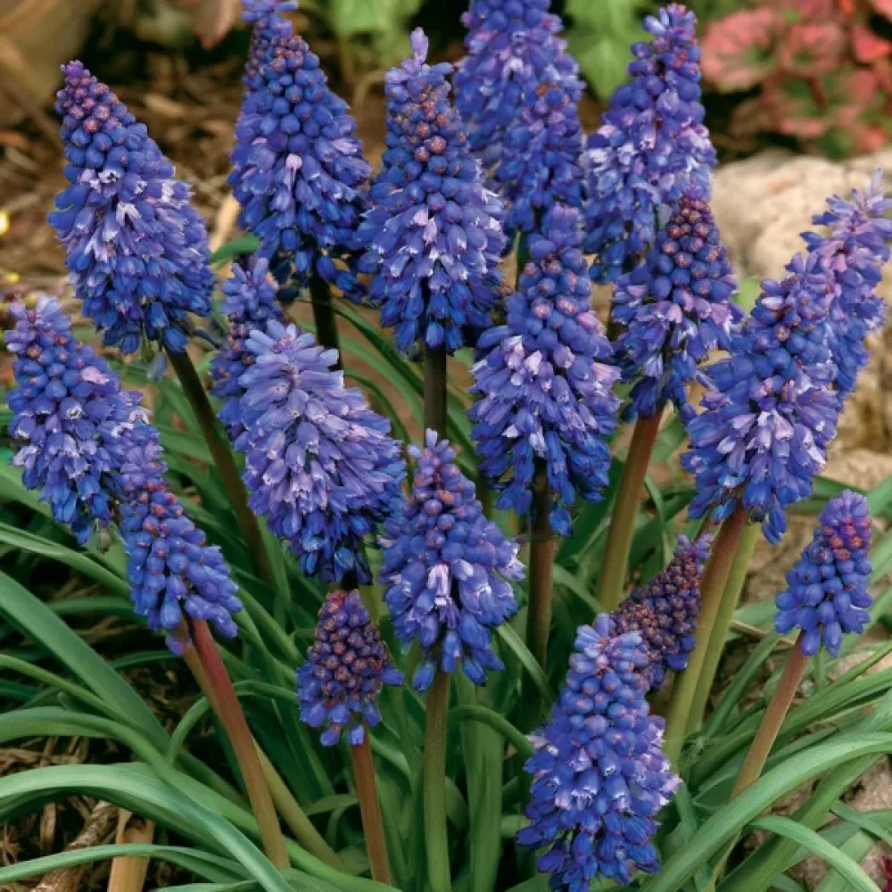 Pärlhyacint 'Blue Spike Armeniacum'