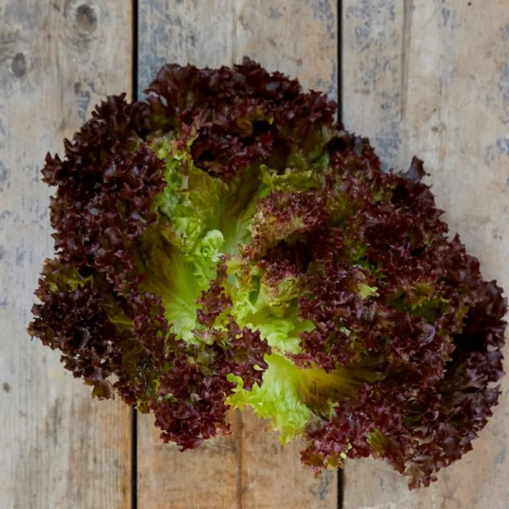 Sallad 'Lollo Rossa'