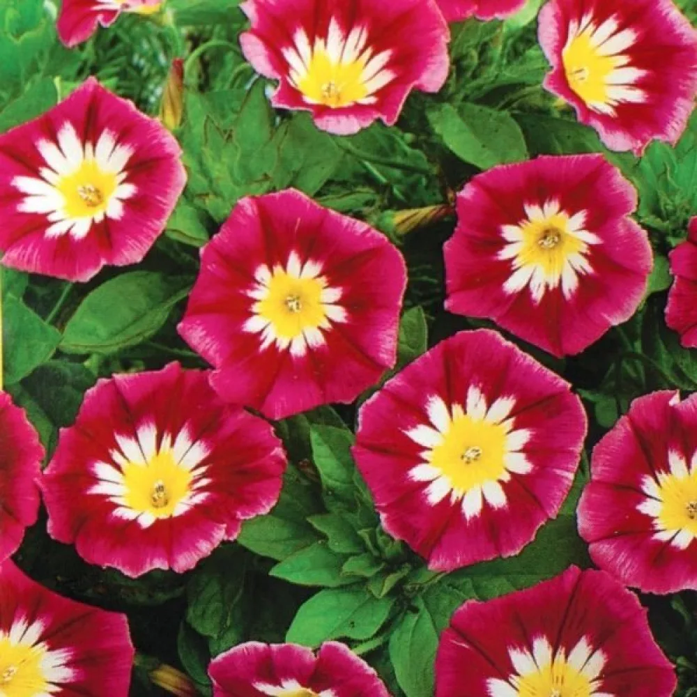 Praktvinda 'Red Ensign'