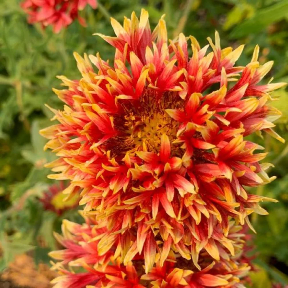 Kokardblomster 'Lorenziana', mix