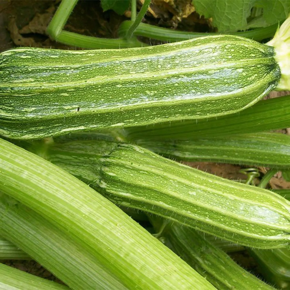 Zucchini 'Romanesco'