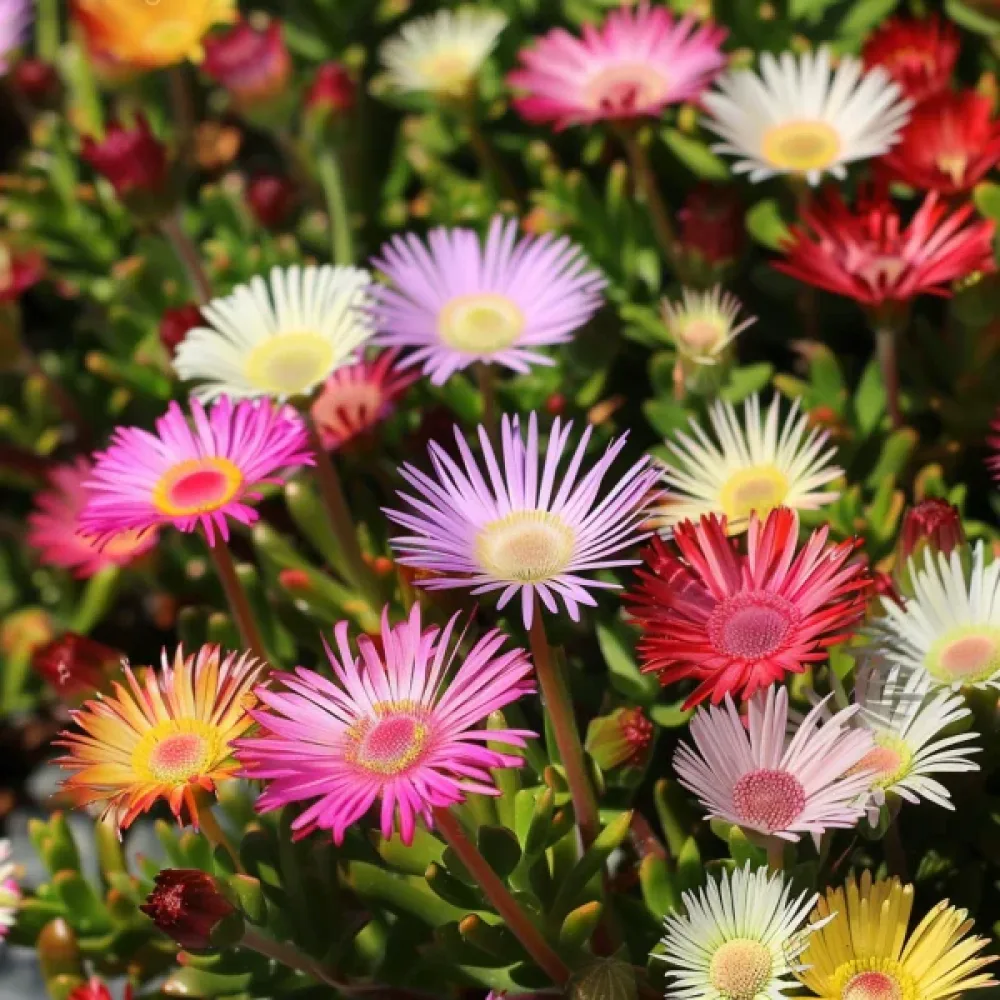 Middagsblomma 'Pastel', mix