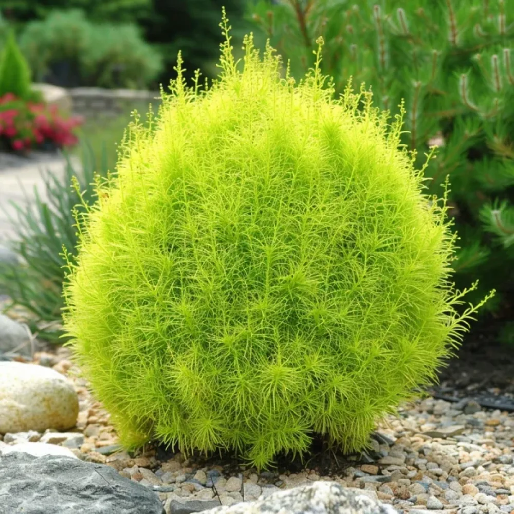 Sommarcypress 'Childsii' – förblir grön