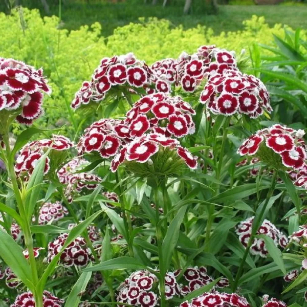 Borstnejlika 'Holborn Glory' – vit