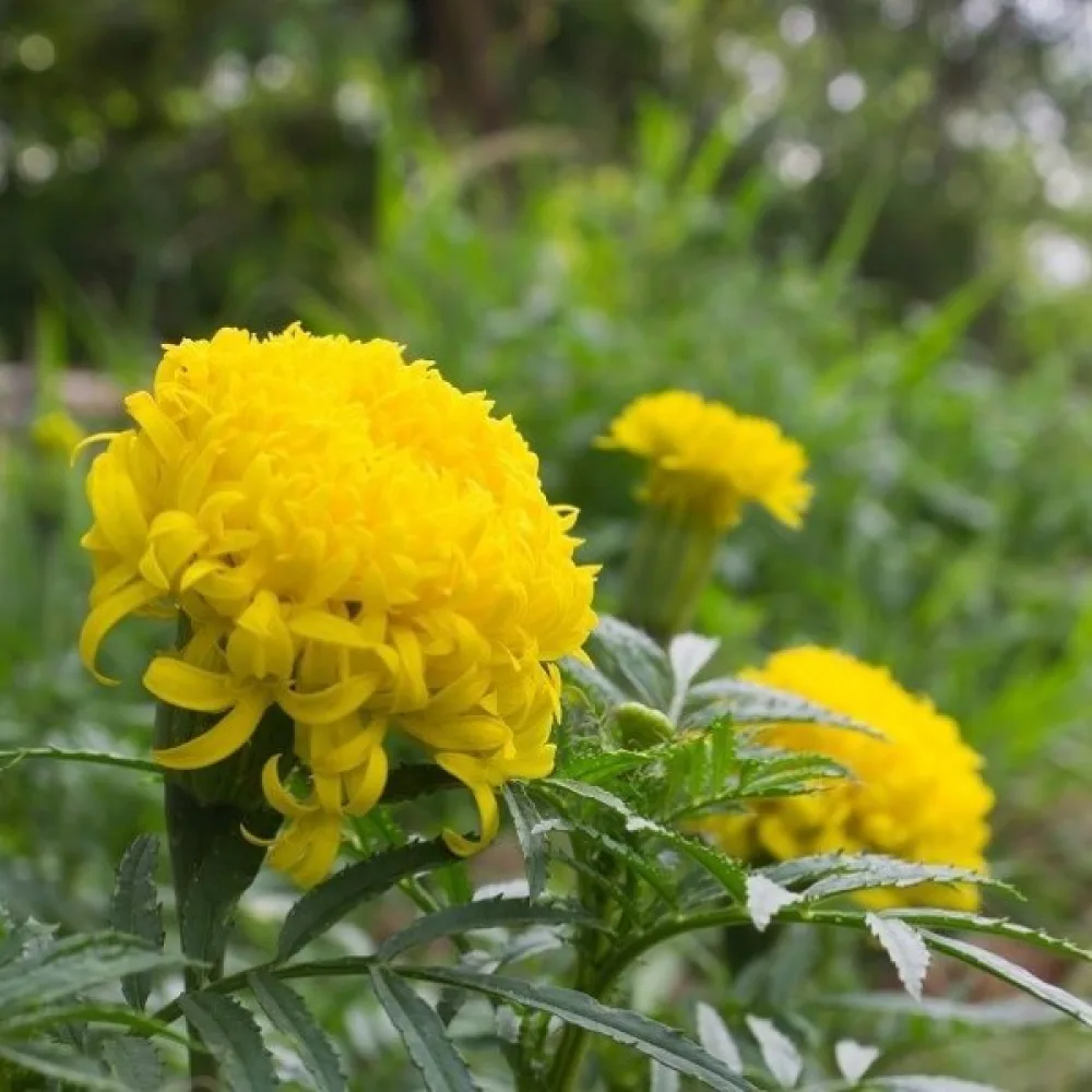 Afrikansk tagetes 'Fantastic Yellow'