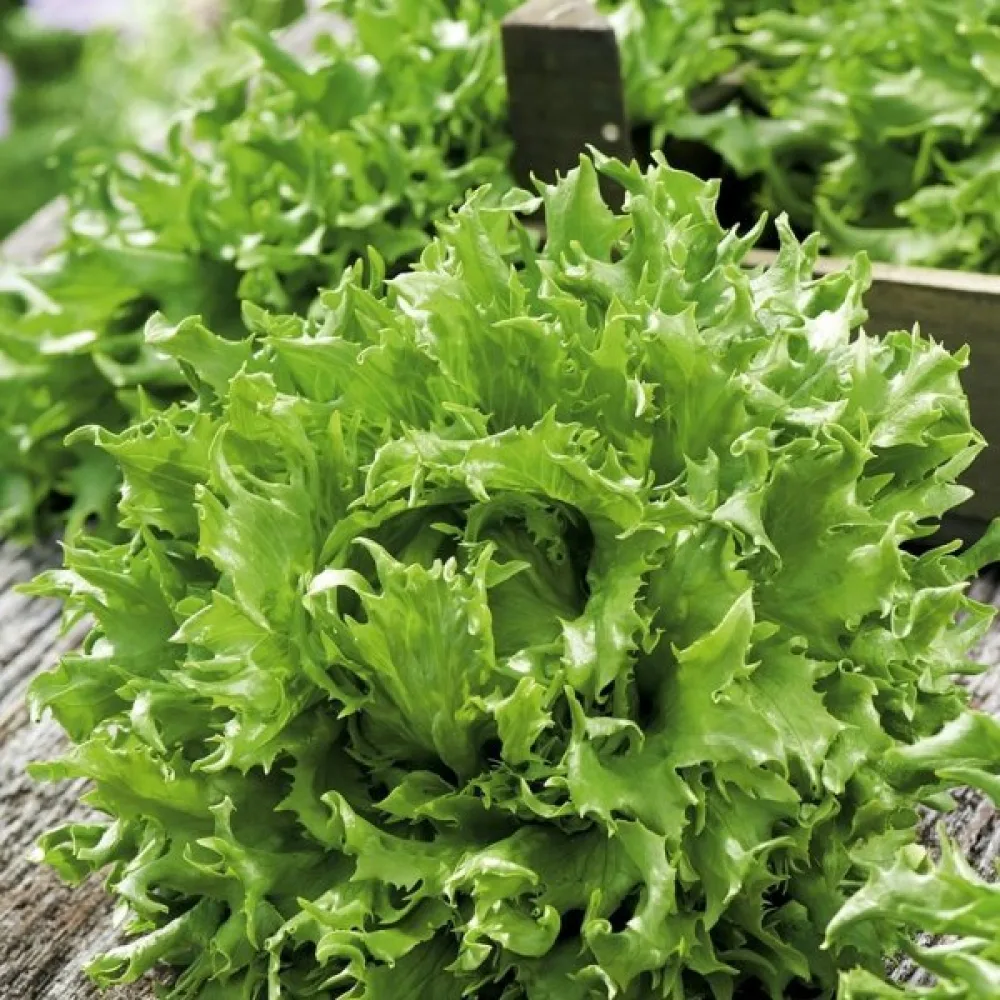 Isbergssallat 'Ice Queen'