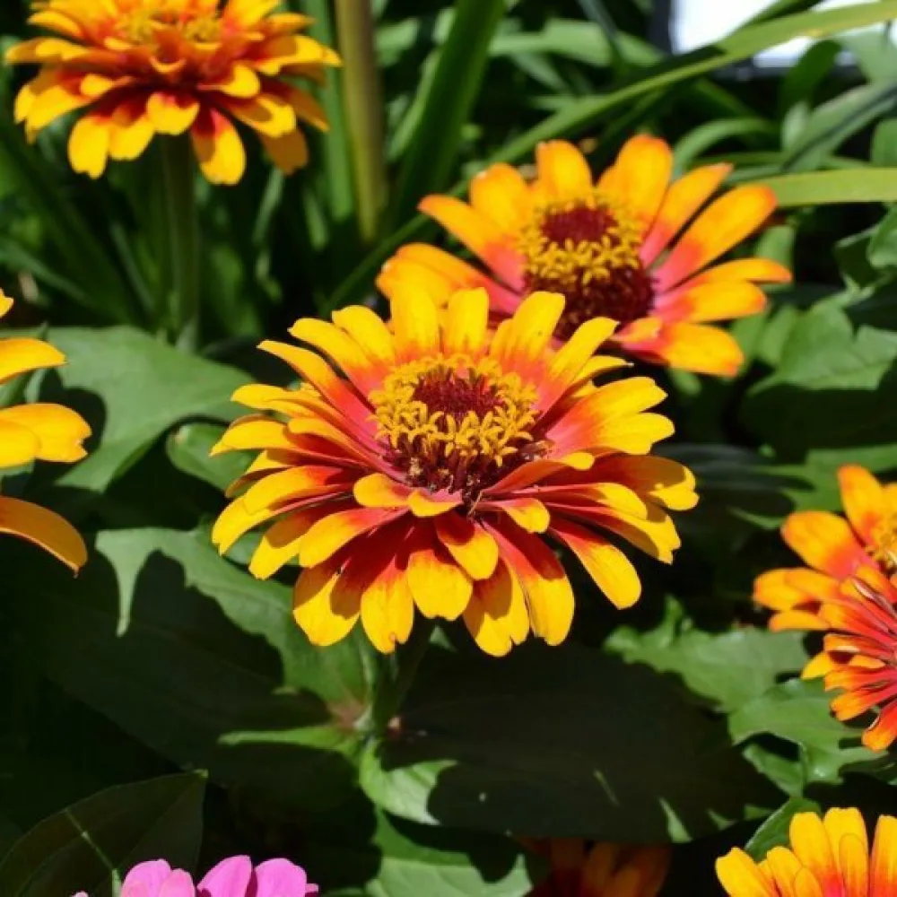 Zinnia haageana 'Old Mexico' (blandning)