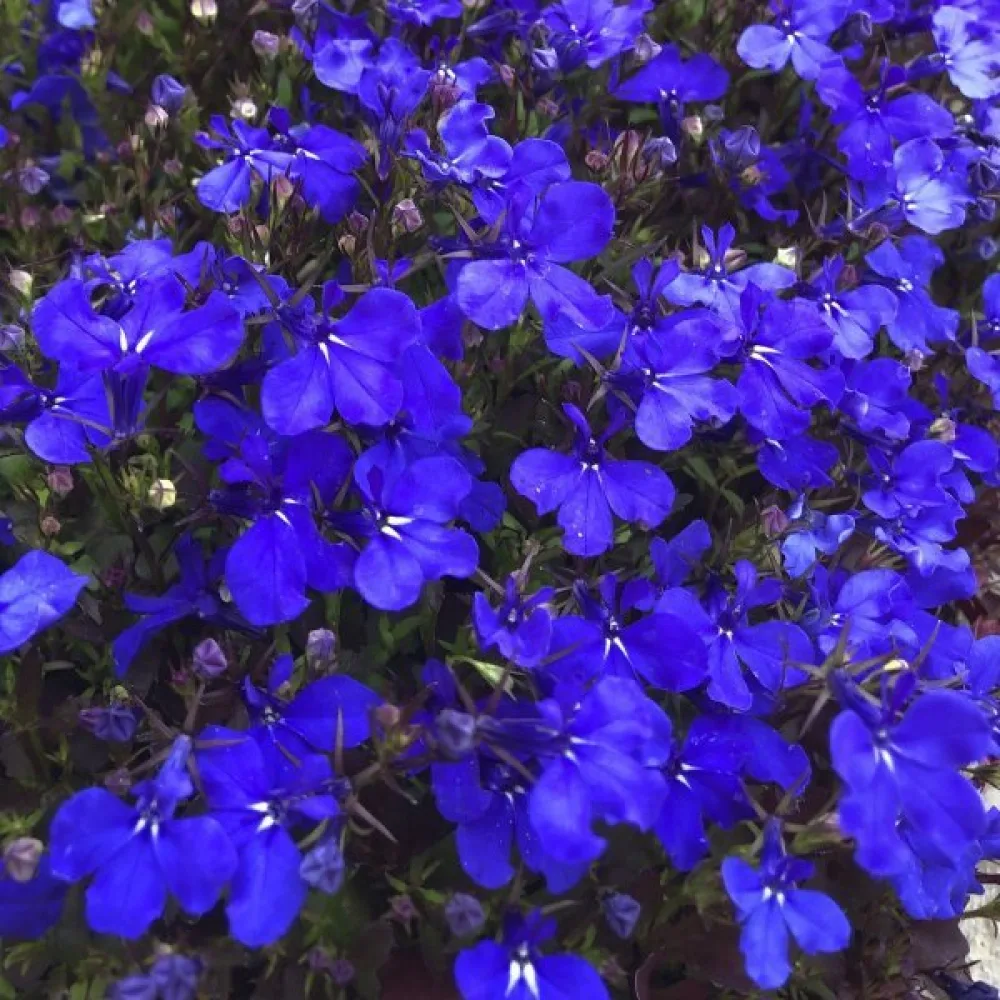 Kantlobelia 'Crystal Palace' – blå