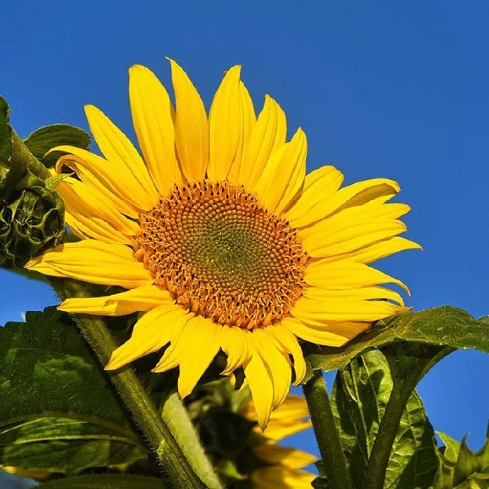 Solros 'Yellow Giant'