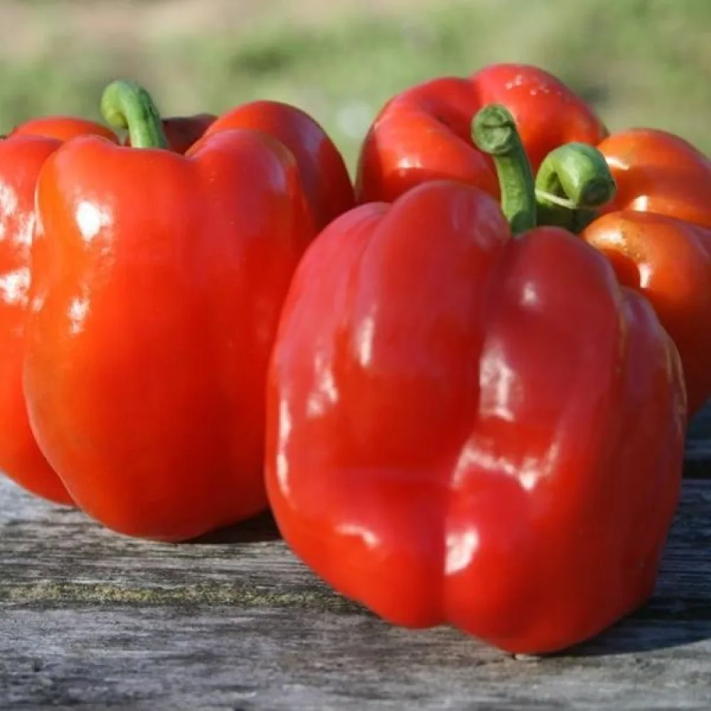 Paprika 'Quadrato d'Asti Rosso'