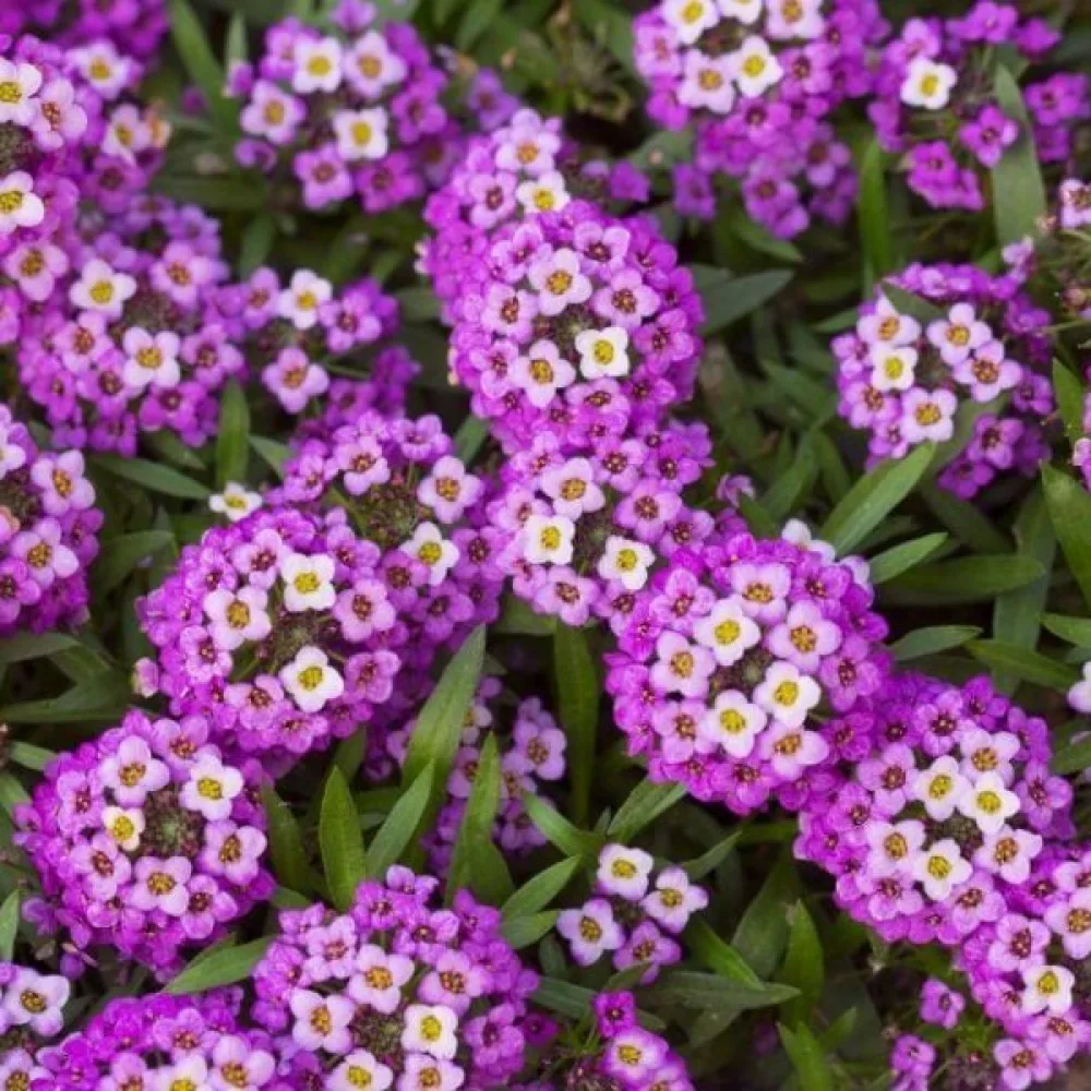 Strandkrassing 'Violet Queen'