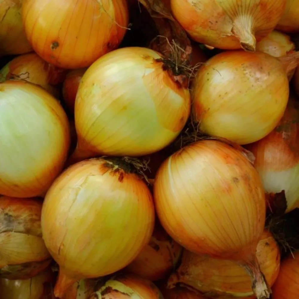 Matlök 'Yellow Sweet Spanish'