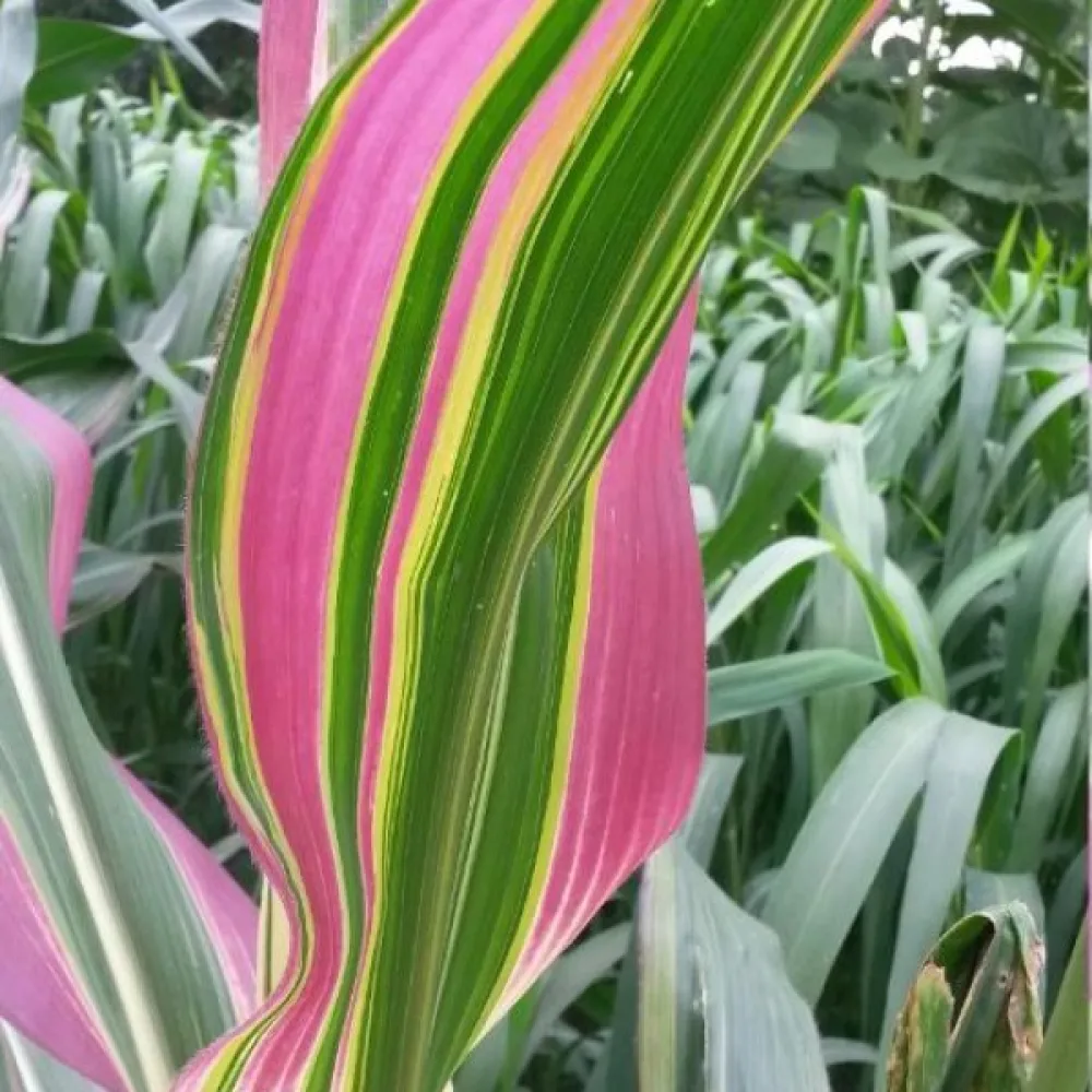 Prydnadsmajs 'Variegata'