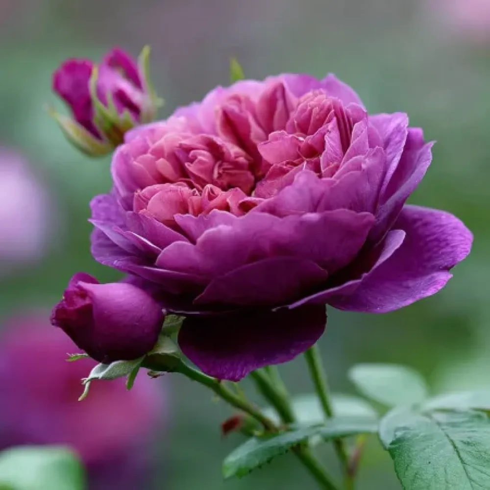 Ros 'Purple Harmony' – barrotad