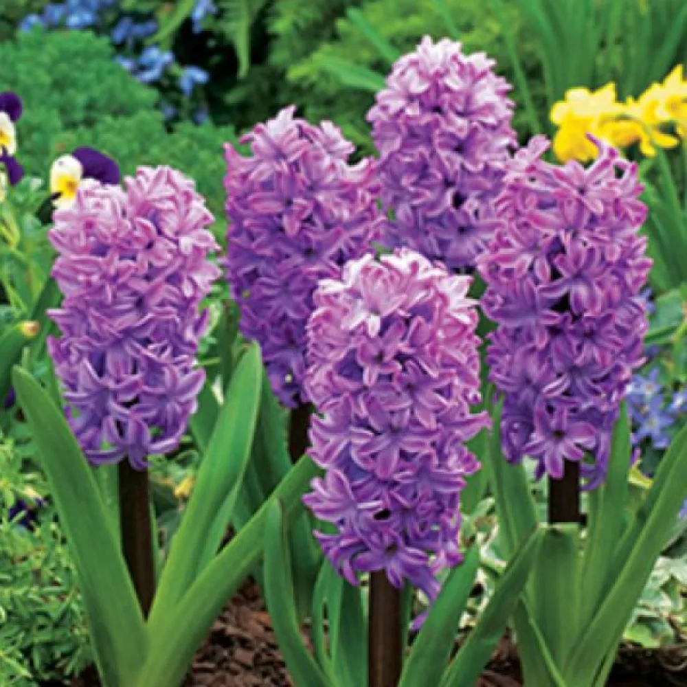 Hyacint 'Splendid Cornelia'