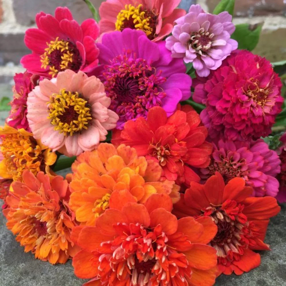Zinnia 'Scabiosa' (blandning)