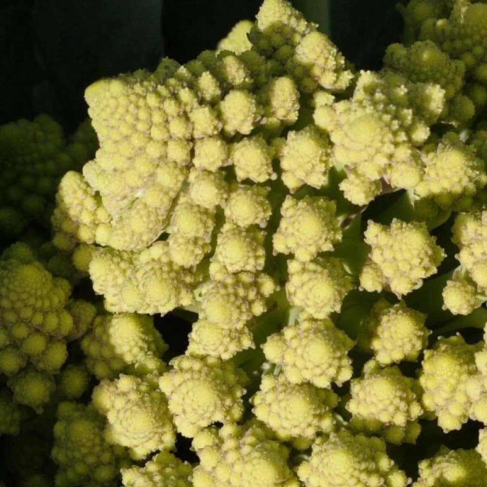 Blomkål 'Romanesco Natalino'
